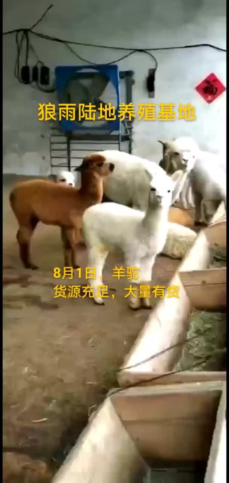 羊驼