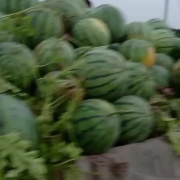 京欣西瓜