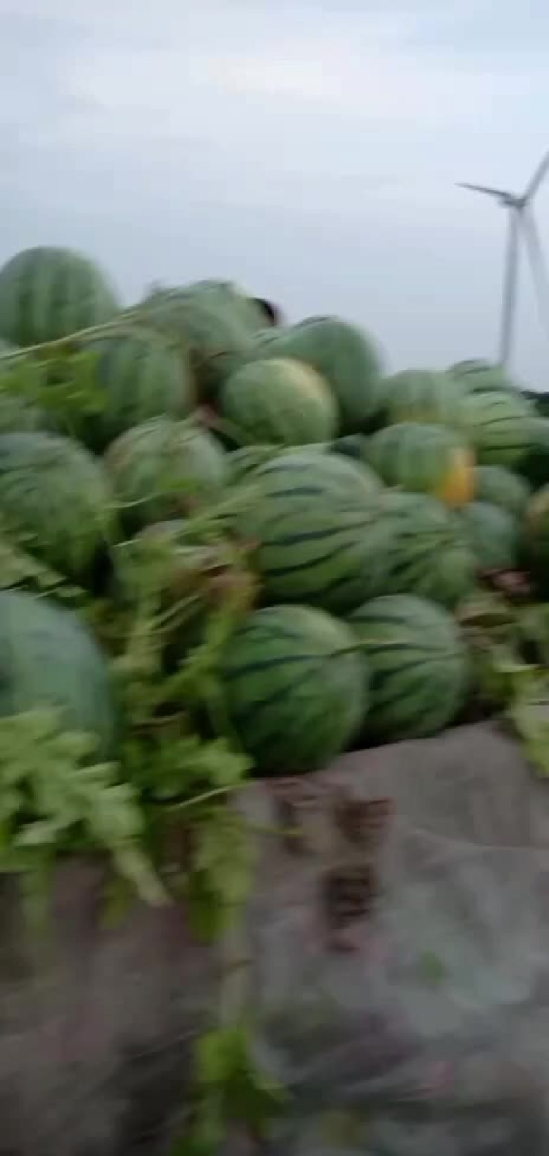 京欣西瓜