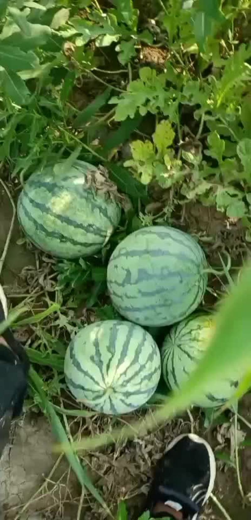 京欣西瓜