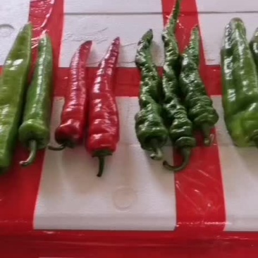 广州江南批发专业代卖各种蔬菜