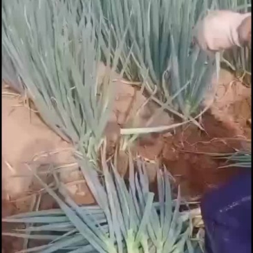 大葱