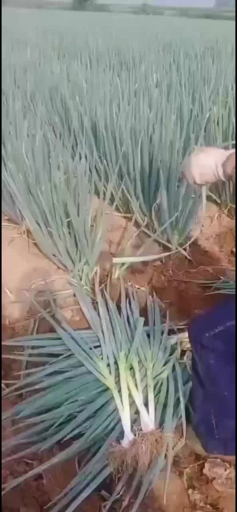 大葱