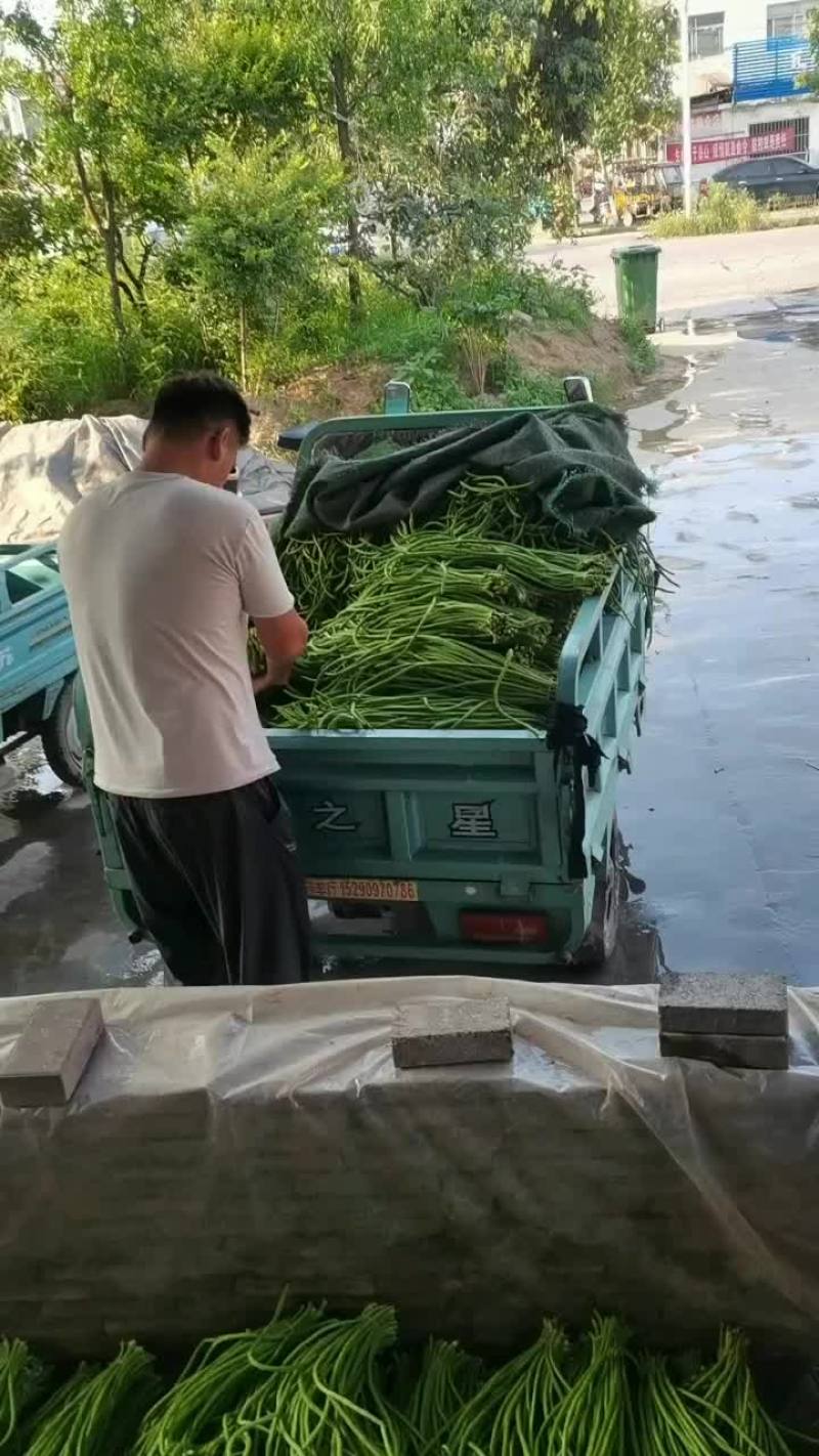 豆角大量上市