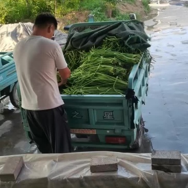 豆角大量上市