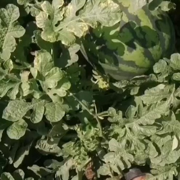 地雷西瓜