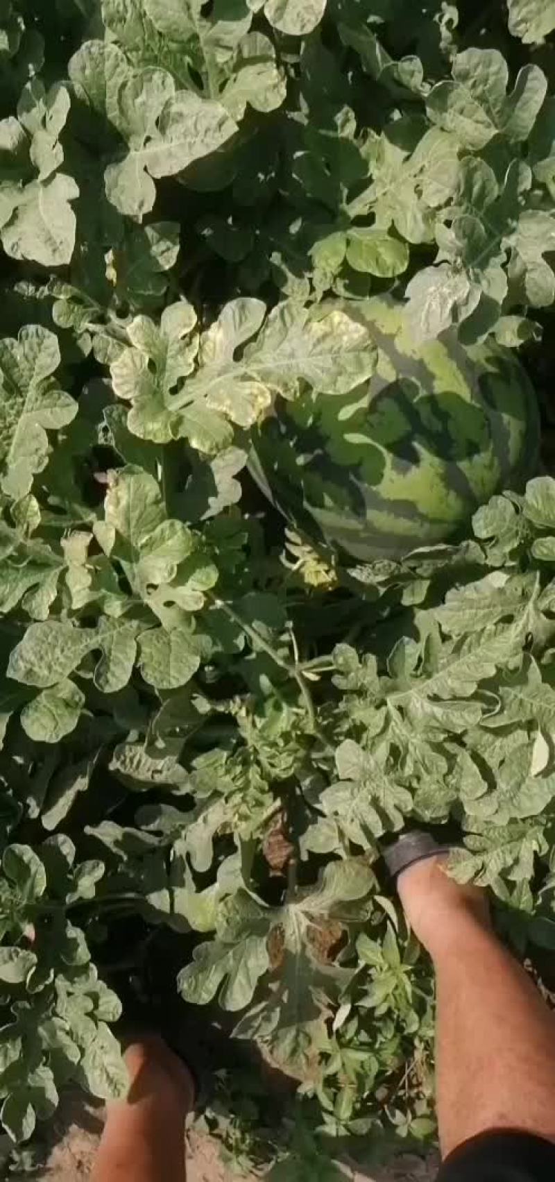 地雷西瓜
