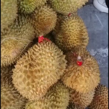 泰国金枕榴莲