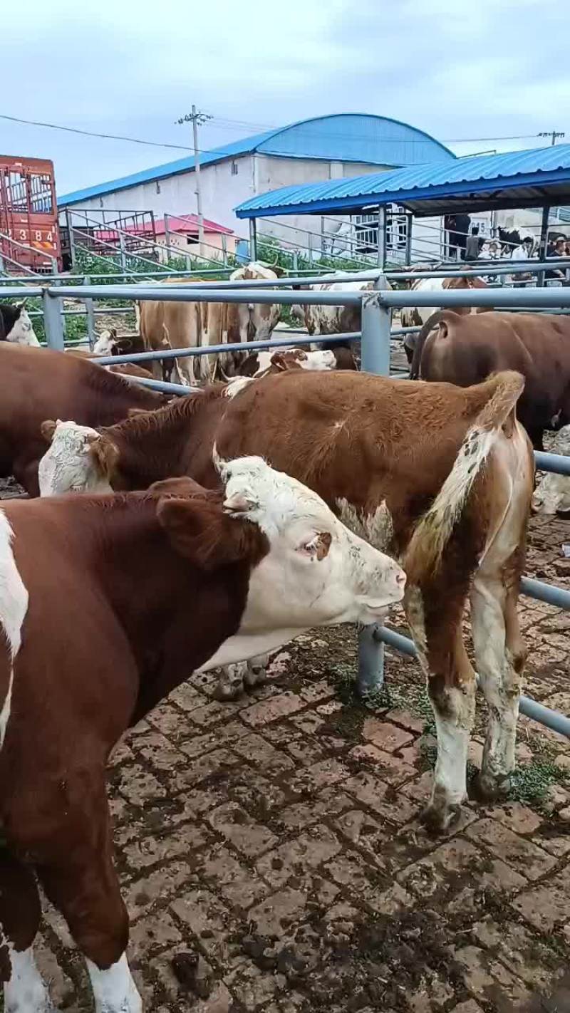 内蒙古农户草地小公牛