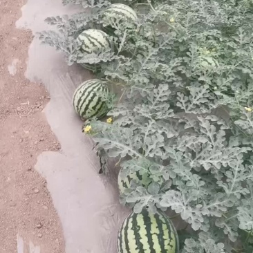 美都西瓜。