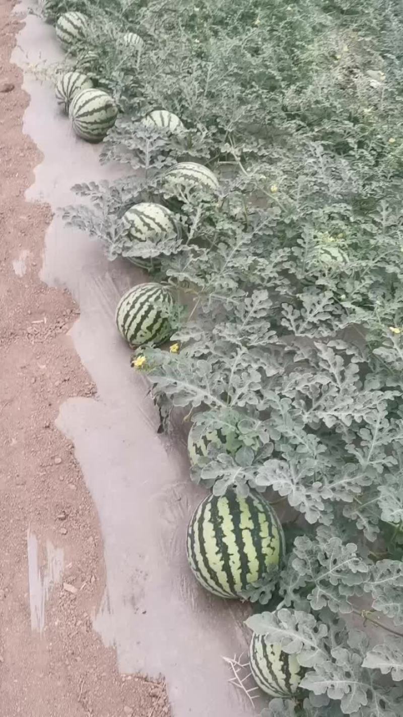 美都西瓜。