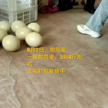 鸵鸟蛋