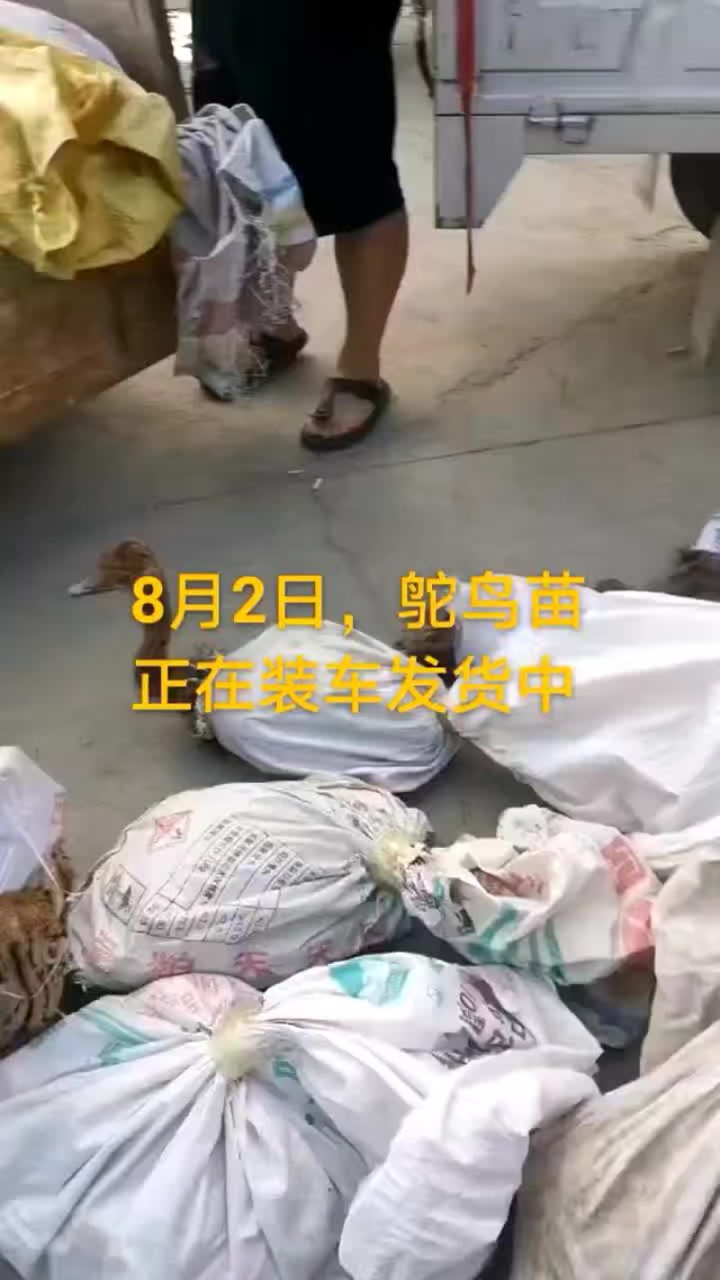 鸵鸟蛋