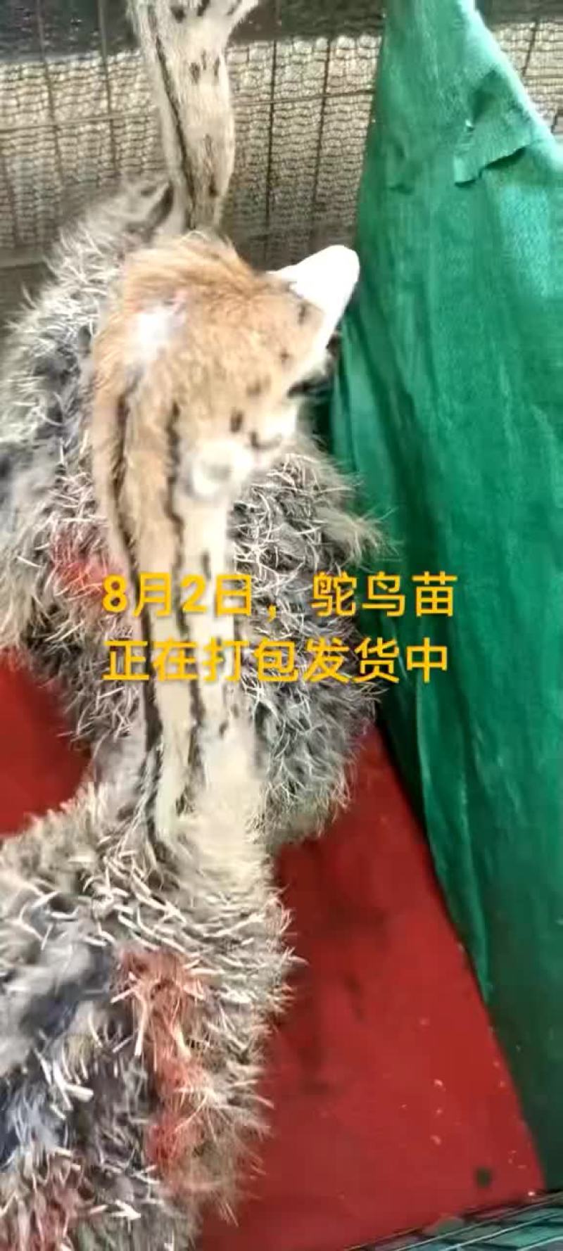 鸵鸟蛋