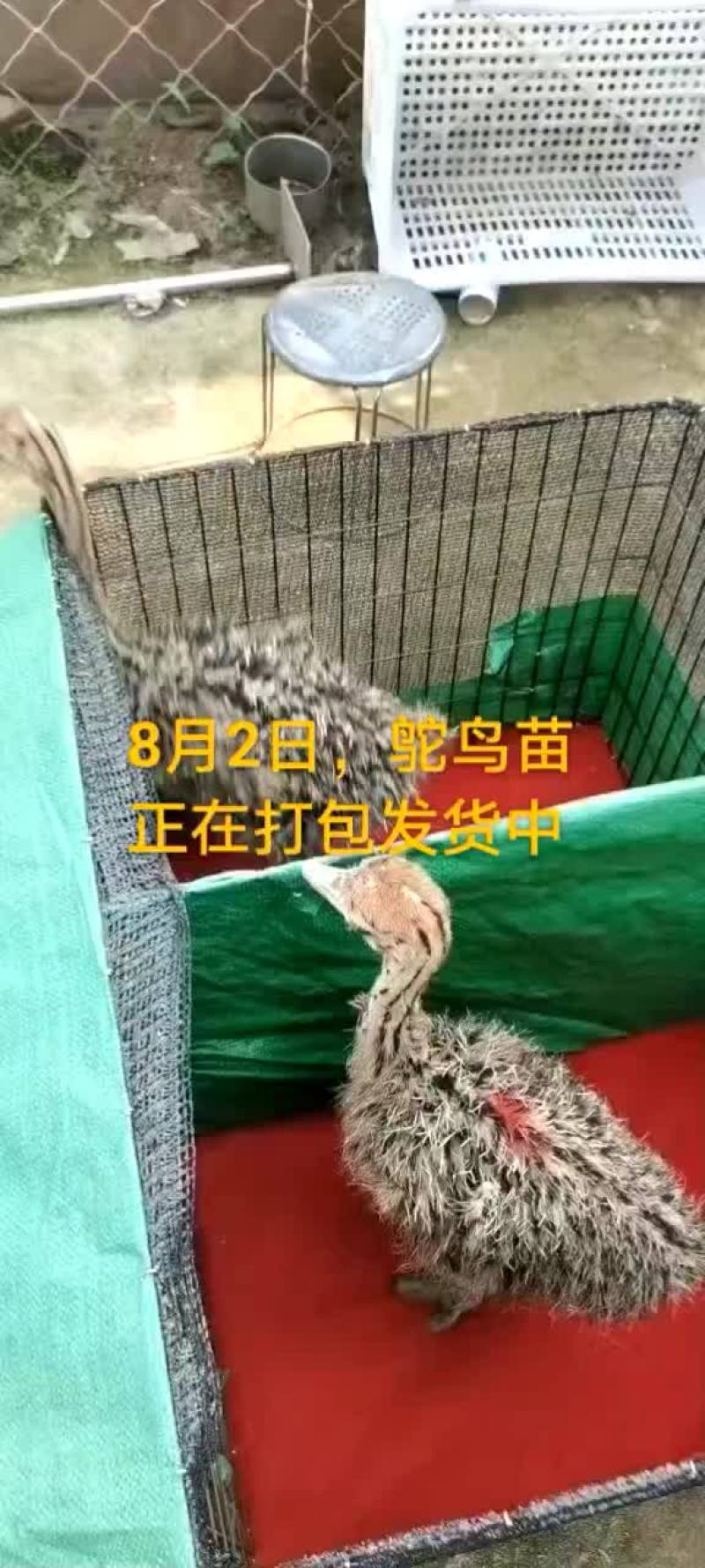鸵鸟蛋