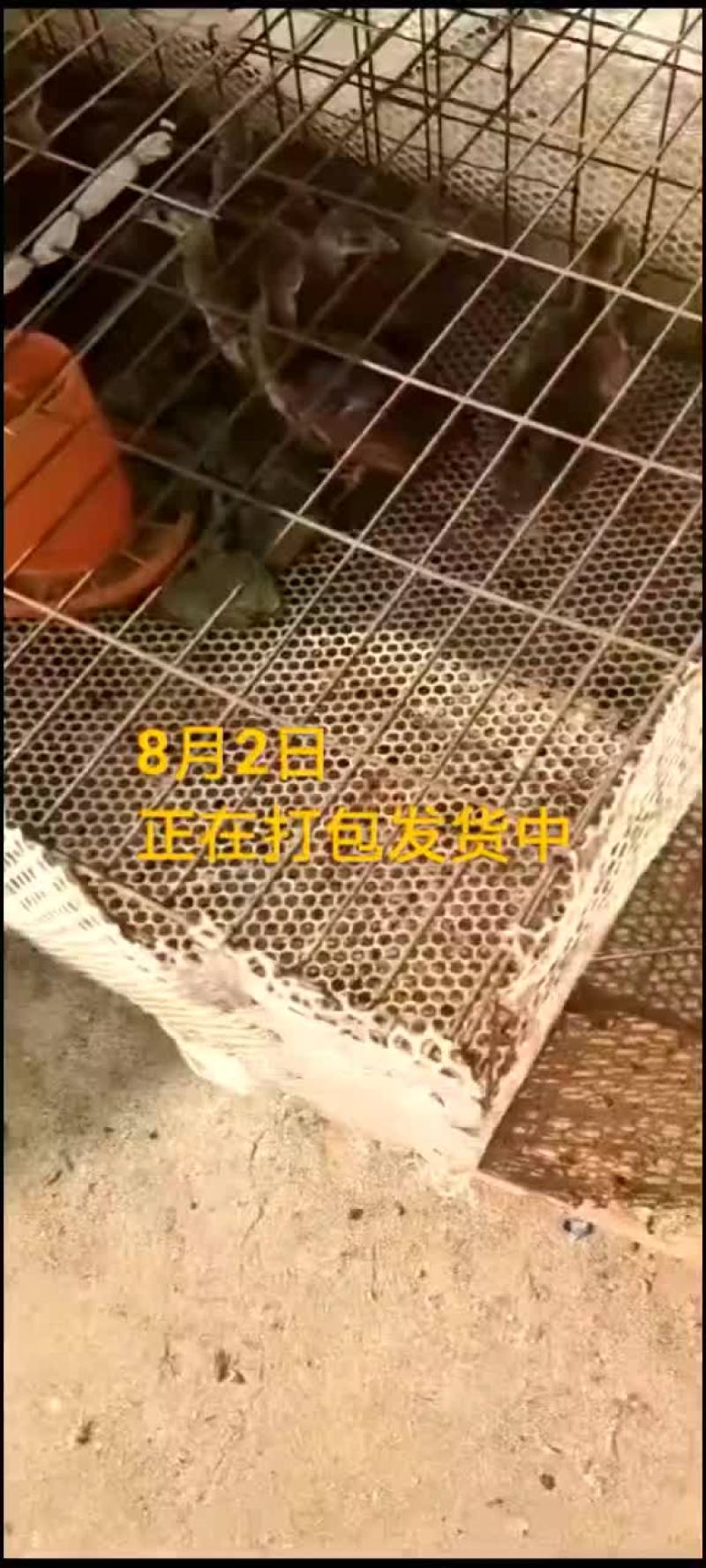 鸵鸟蛋