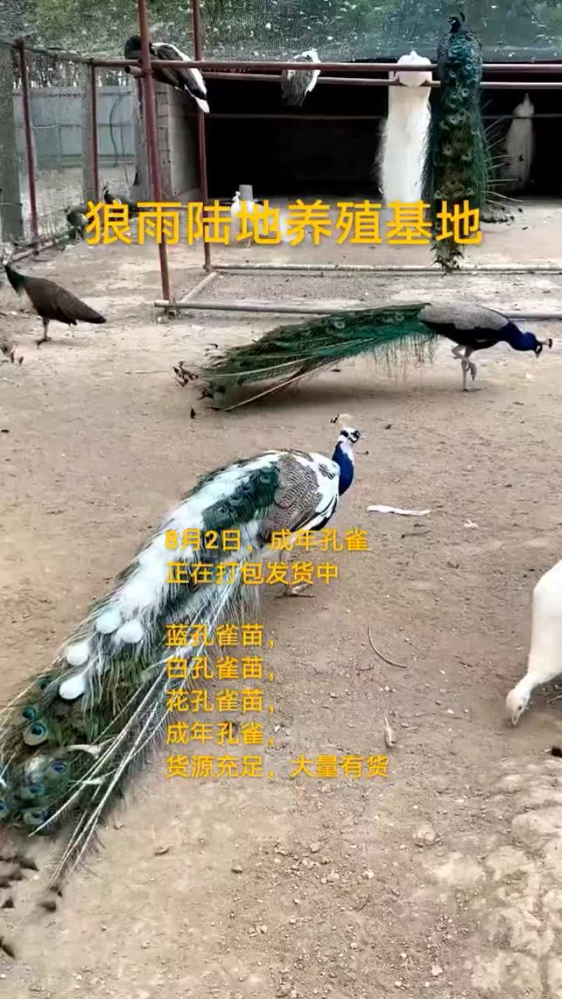 鸵鸟蛋