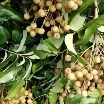 石硖龙眼