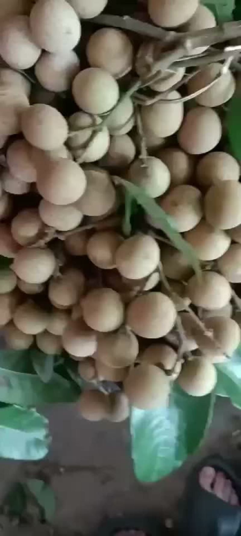 石硖龙眼