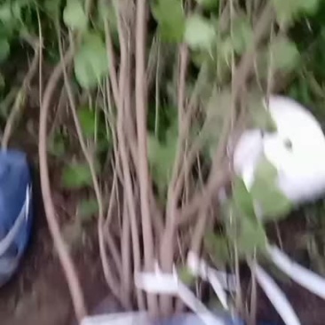大波丁香丛生多分支大拨，产地直供，易成活