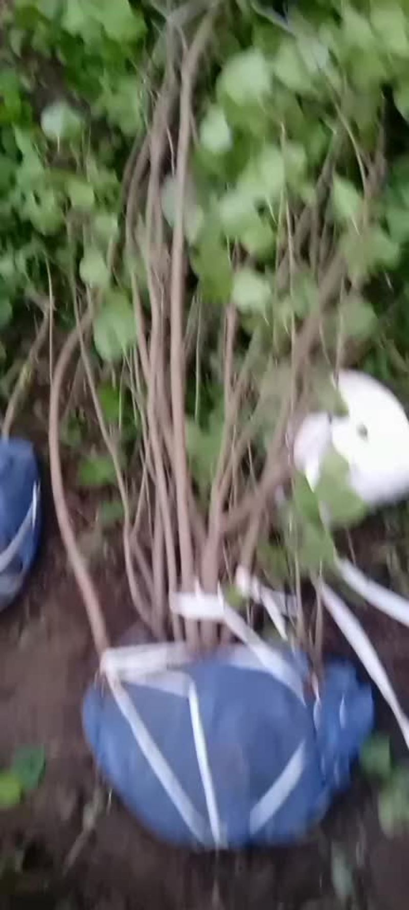 大波丁香丛生多分支大拨，产地直供，易成活