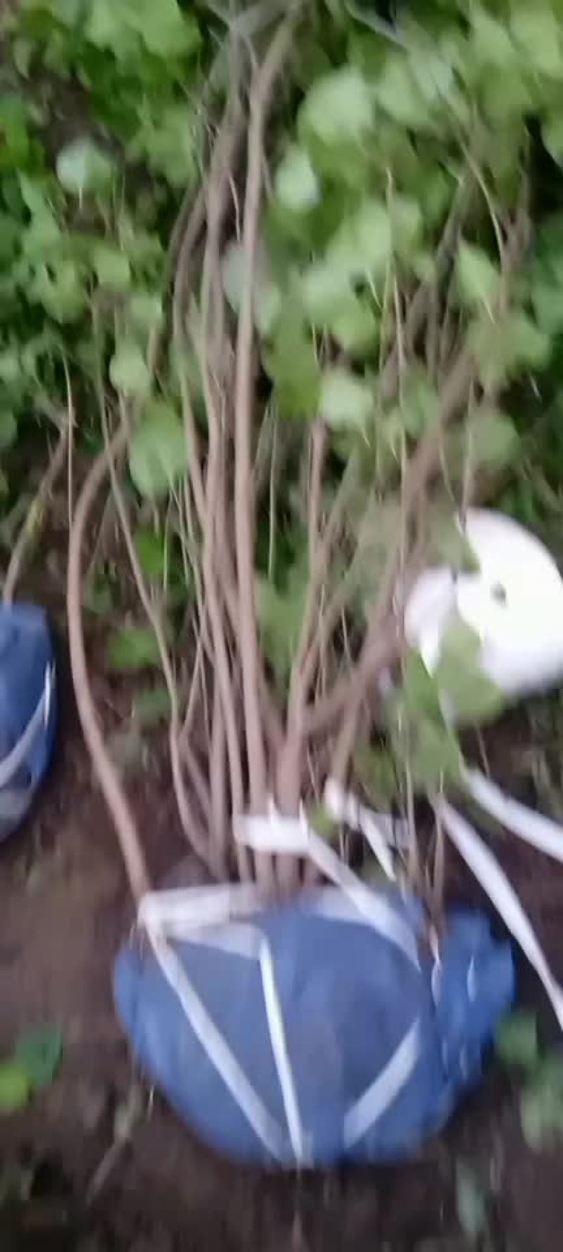 大波丁香丛生多分支大拨，产地直供，易成活