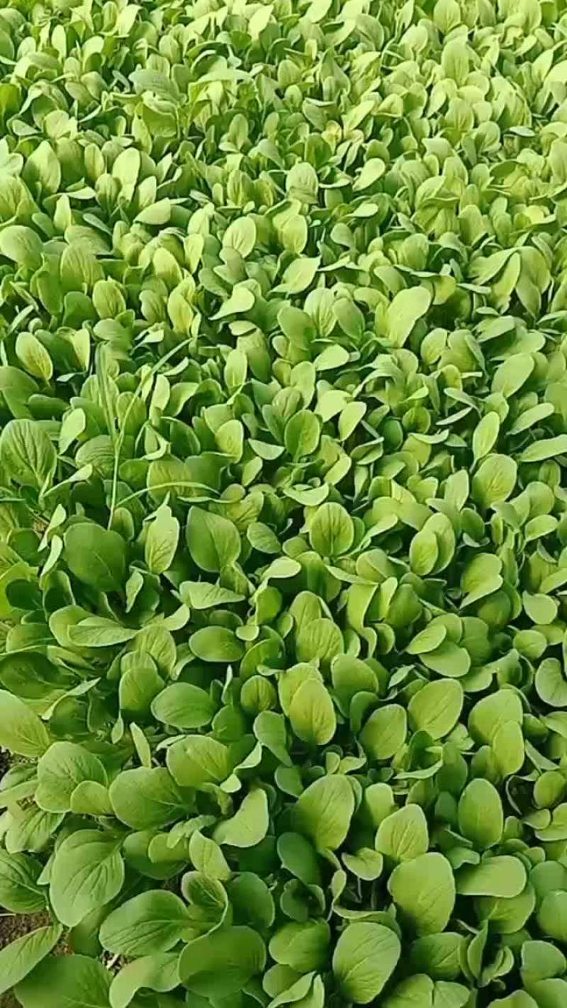 鸡毛菜