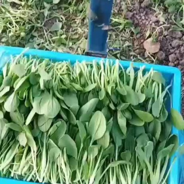鸡毛菜