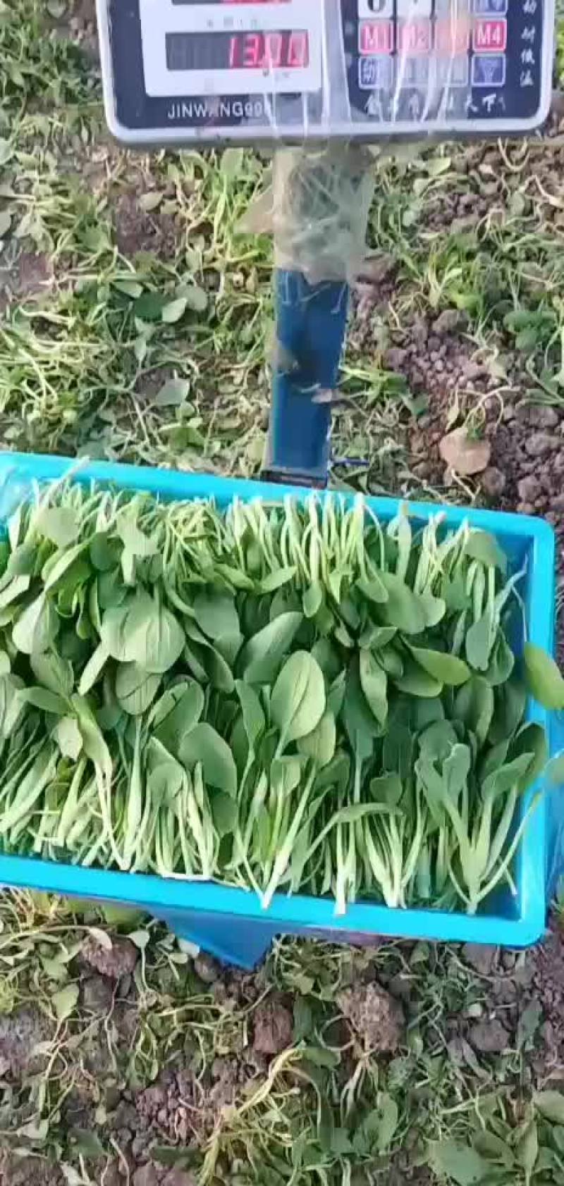 鸡毛菜