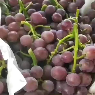 巨峰葡萄大量上市万亩葡萄阳光玫瑰夏黑葡萄
