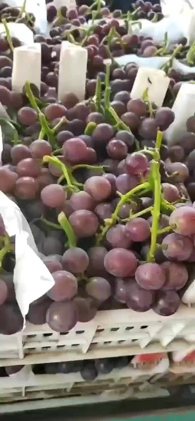 巨峰葡萄大量上市万亩葡萄阳光玫瑰夏黑葡萄