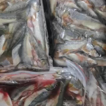 溪水石斑鱼