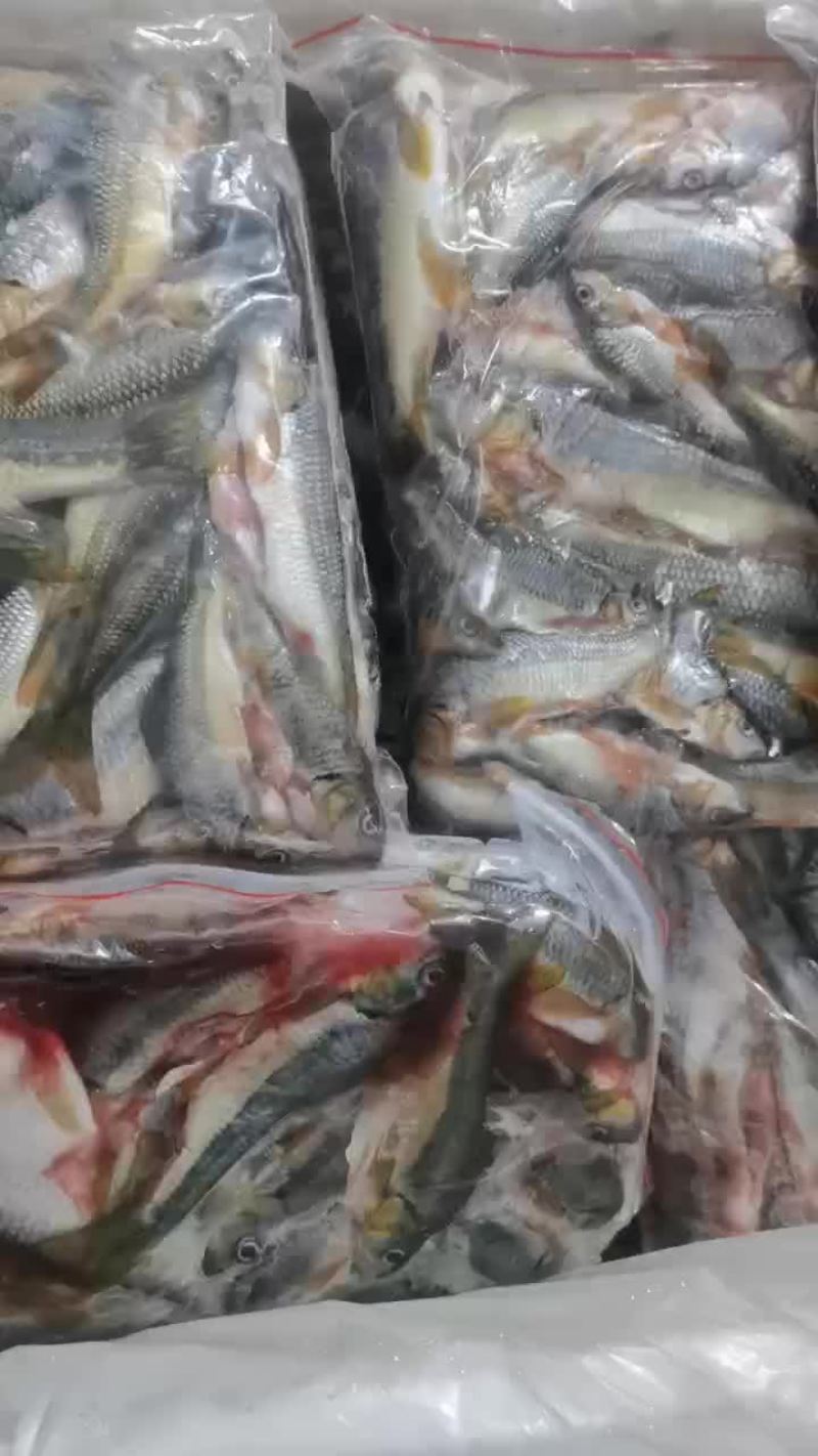 溪水石斑鱼
