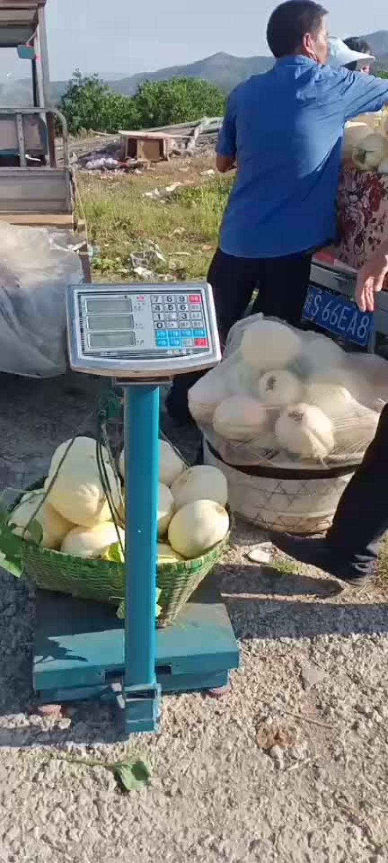 东方蜜西瓜天天走车。请大家一起