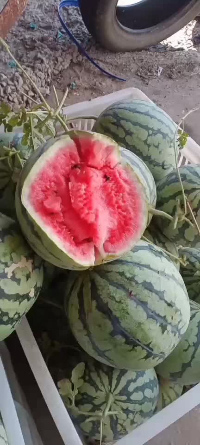 东方蜜西瓜天天走车。请大家一起