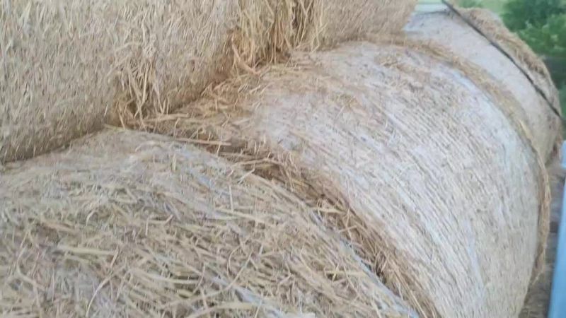 精品牧草类原料