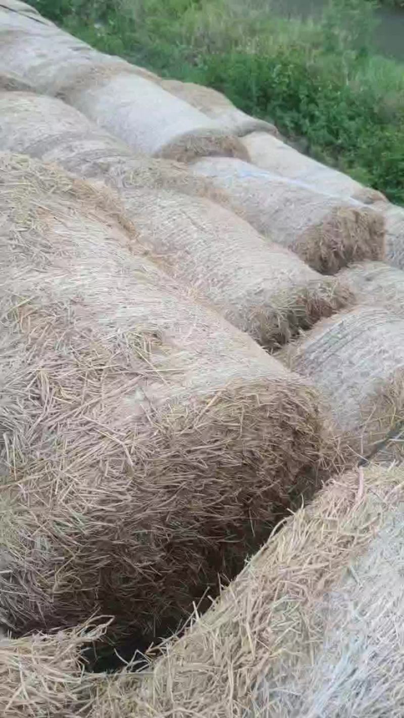 精品牧草类原料
