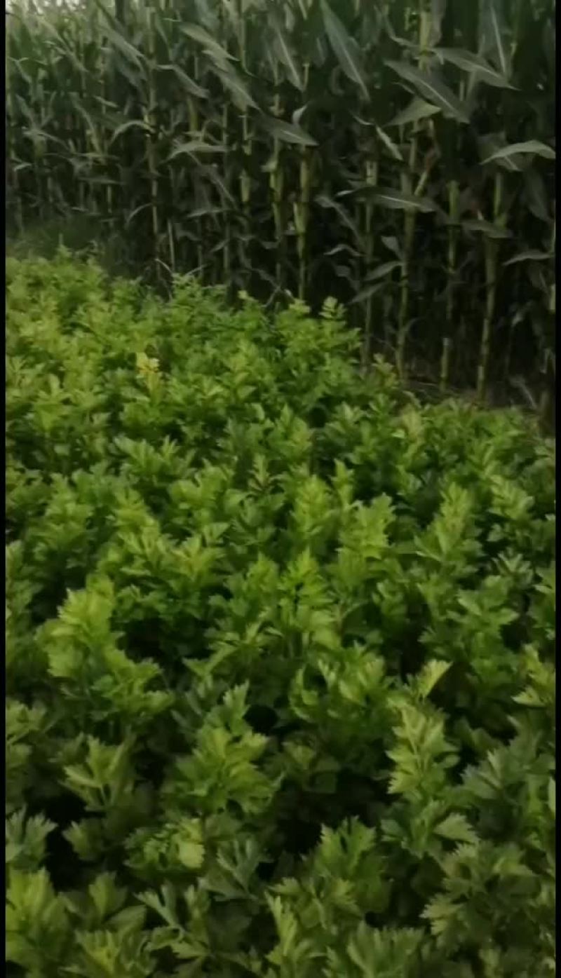 芹菜，货好，有需要的老板联系我
