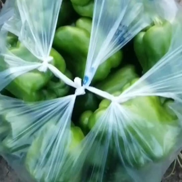 青椒，需要的老板联系我，货好，刚刚上市，山阴县