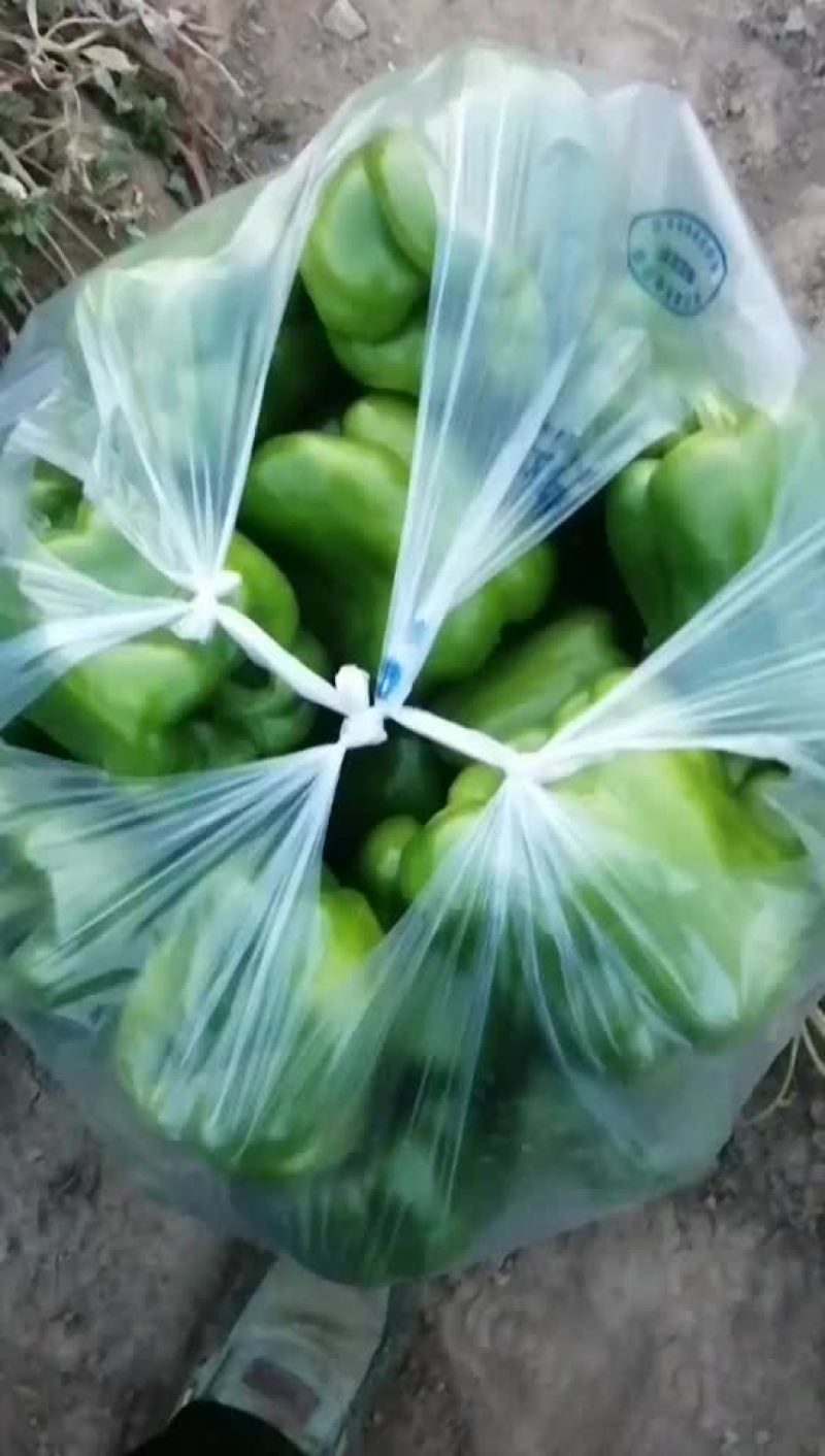 青椒，需要的老板联系我，货好，刚刚上市，山阴县