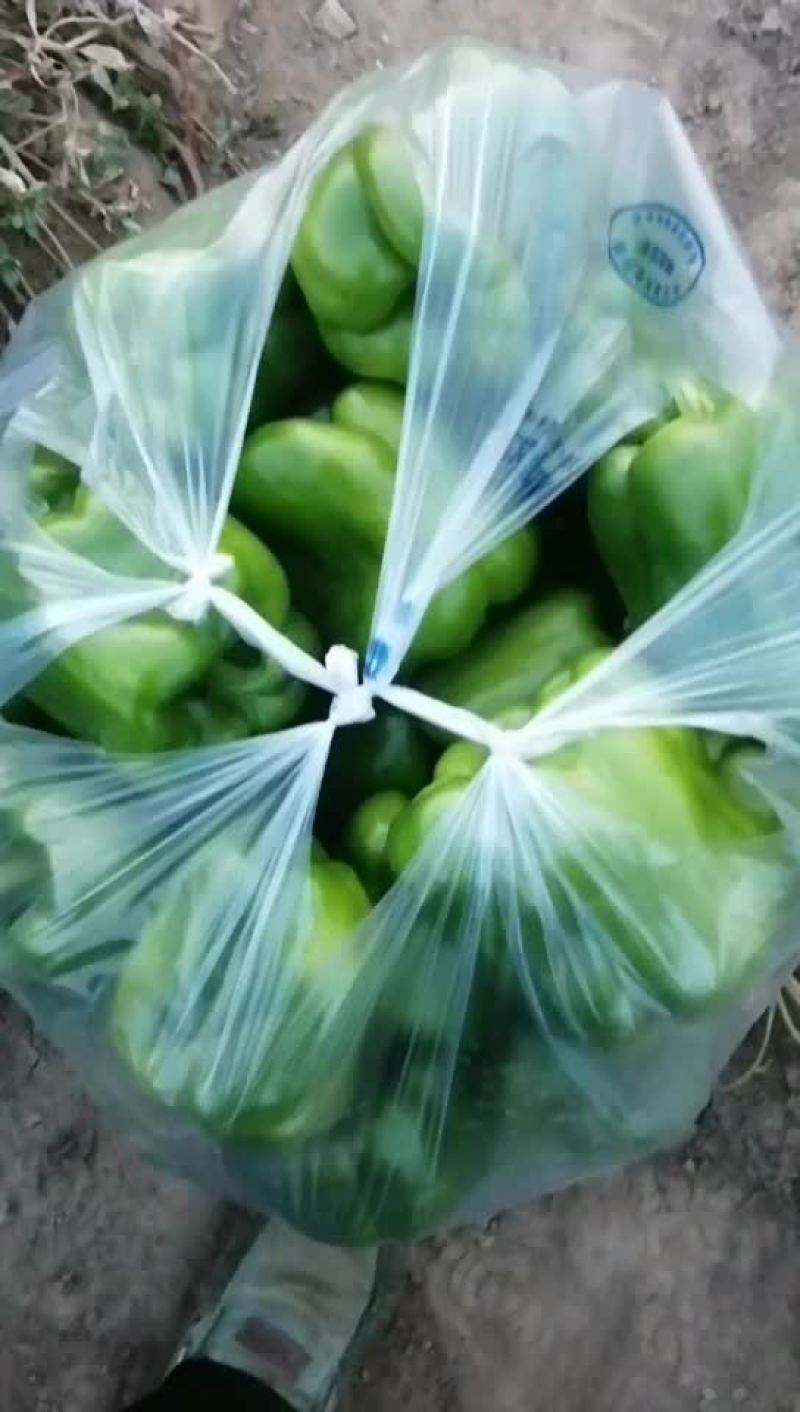 青椒，需要的老板联系我，货好，刚刚上市，山阴县