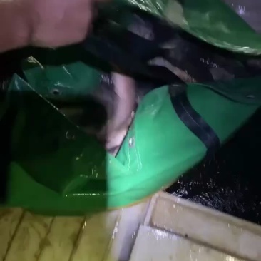 垂钓大花鲢大量出货
