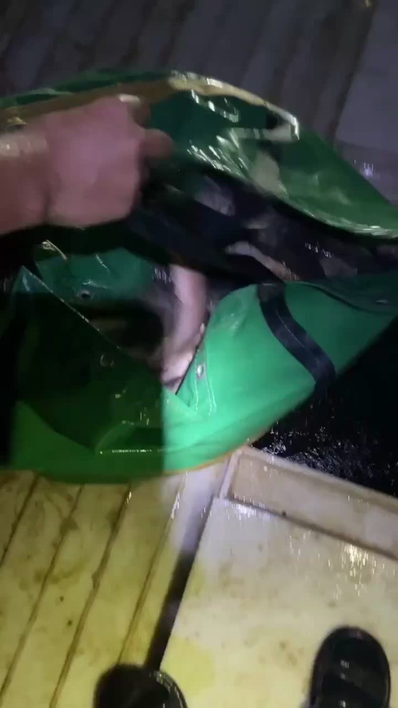 垂钓大花鲢大量出货