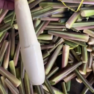精品川茭白