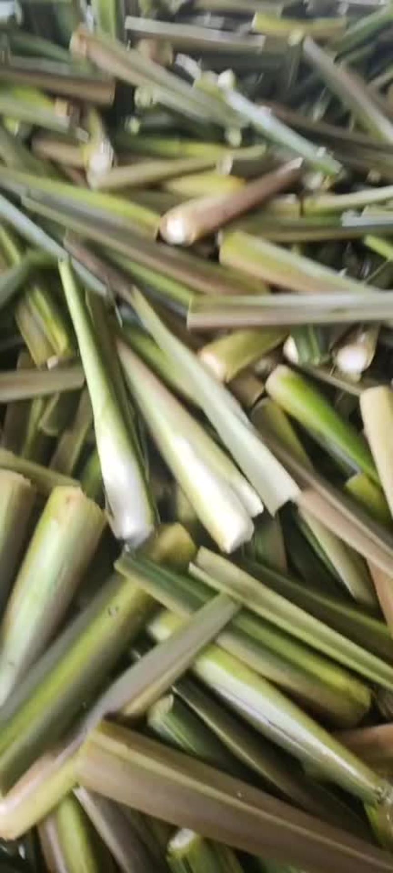 精品川茭白