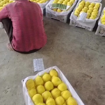 山西黄金油八