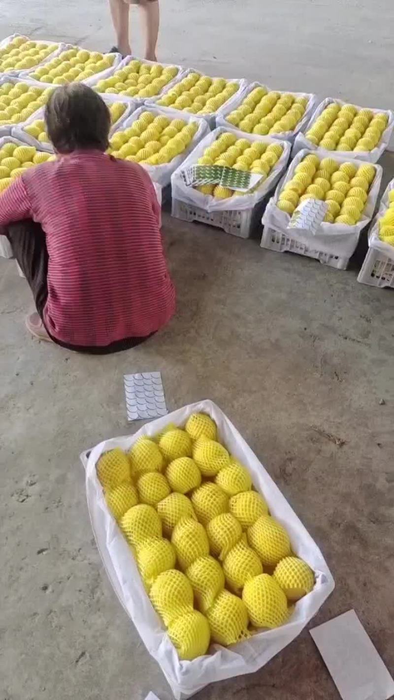 山西黄金油八