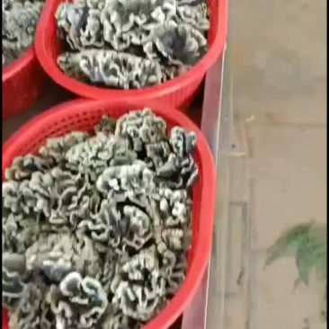 云南野生干巴菌