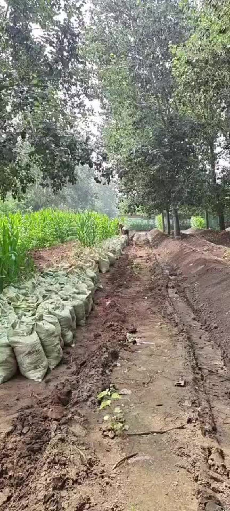 蚯蚓粪