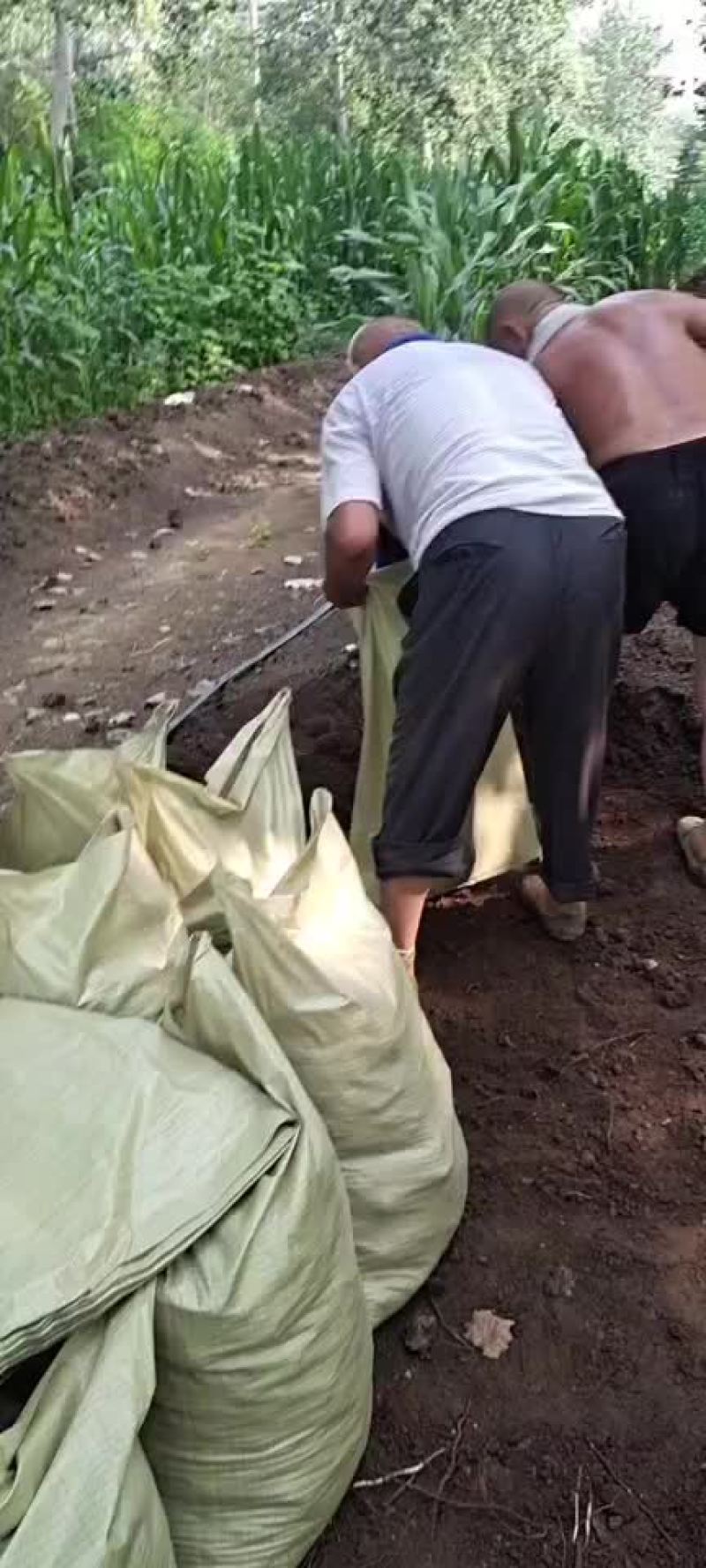 蚯蚓粪